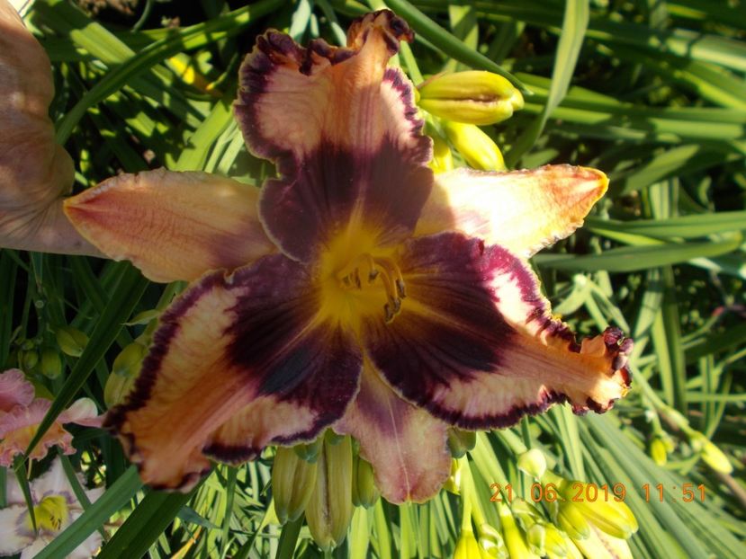  - HEMEROCALLISI-2019