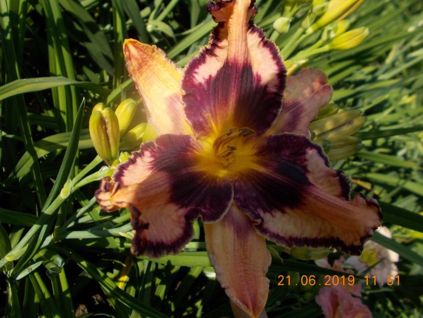  - HEMEROCALLISI-2019