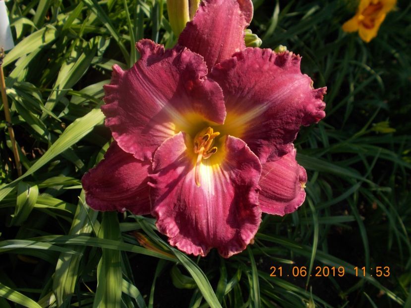  - HEMEROCALLISI-2019