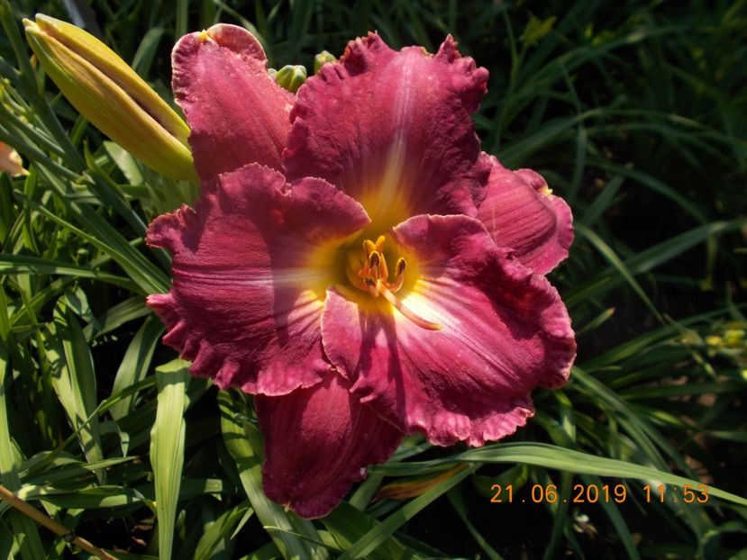  - HEMEROCALLISI-2019
