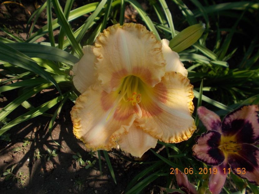  - HEMEROCALLISI-2019