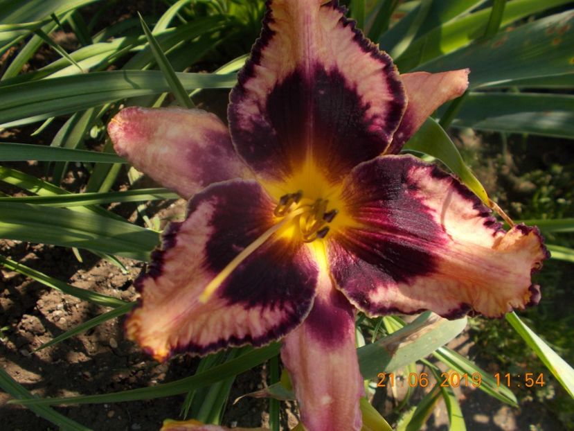  - HEMEROCALLISI-2019