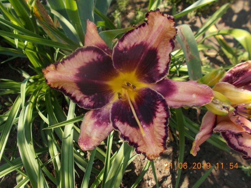 - HEMEROCALLISI-2019