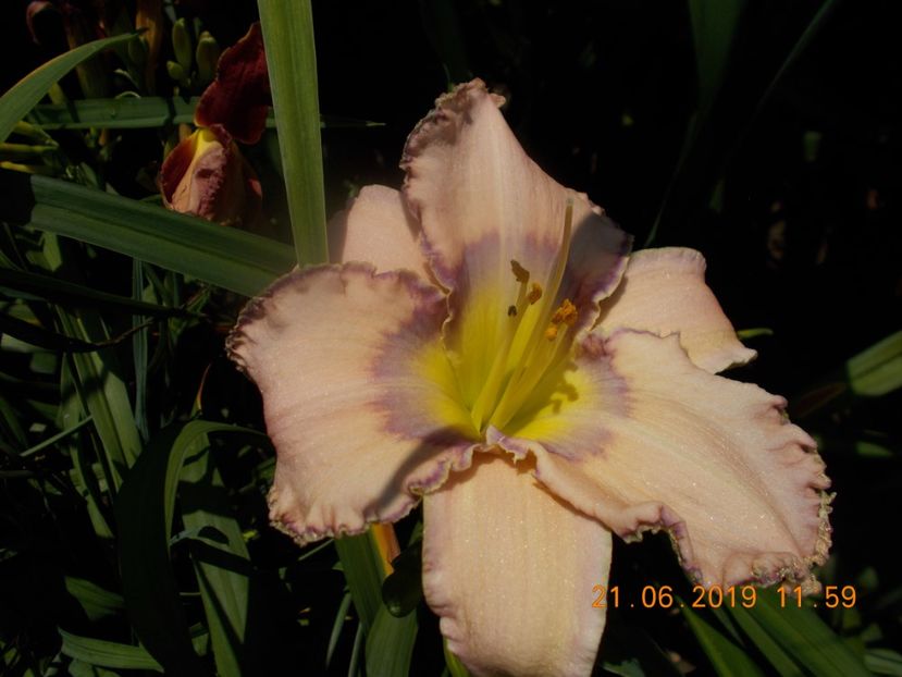  - HEMEROCALLISI-2019