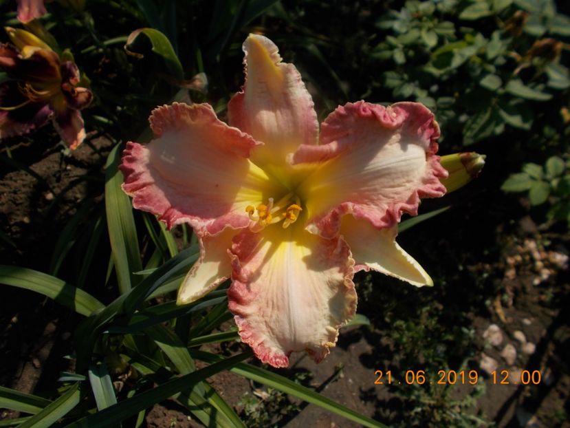  - HEMEROCALLISI-2019