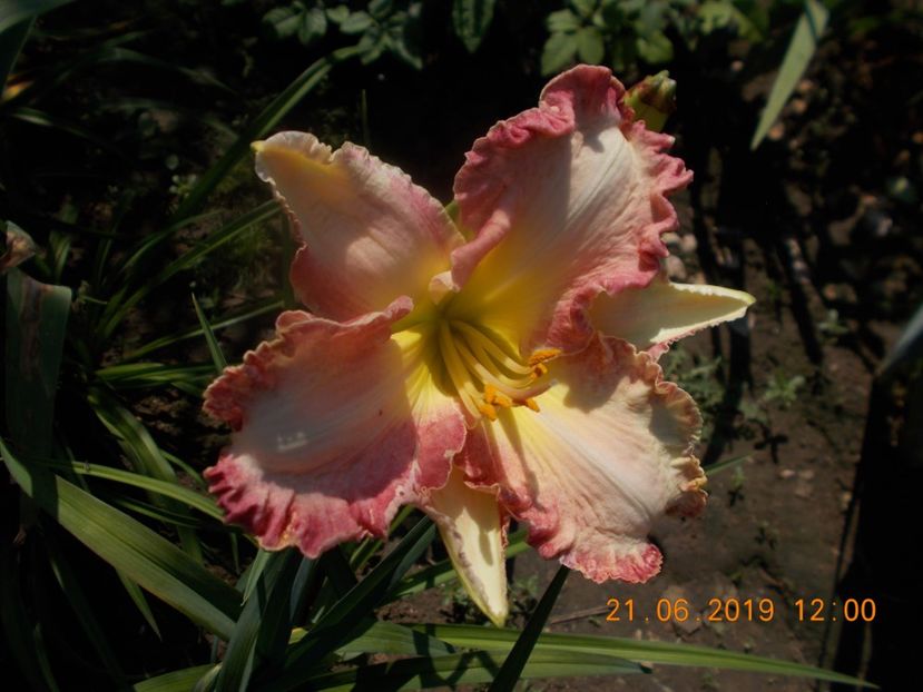  - HEMEROCALLISI-2019