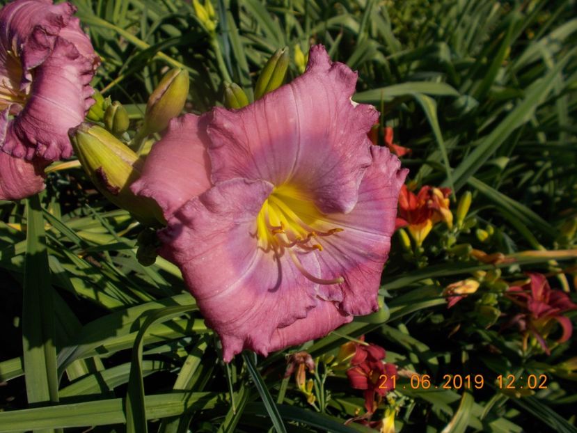  - HEMEROCALLISI-2019