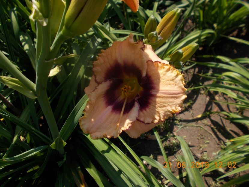  - HEMEROCALLISI-2019