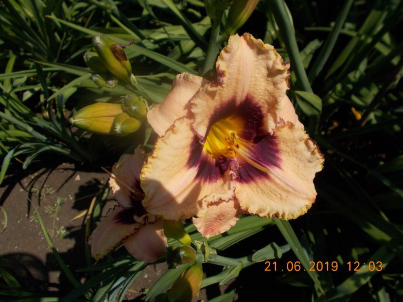  - HEMEROCALLISI-2019