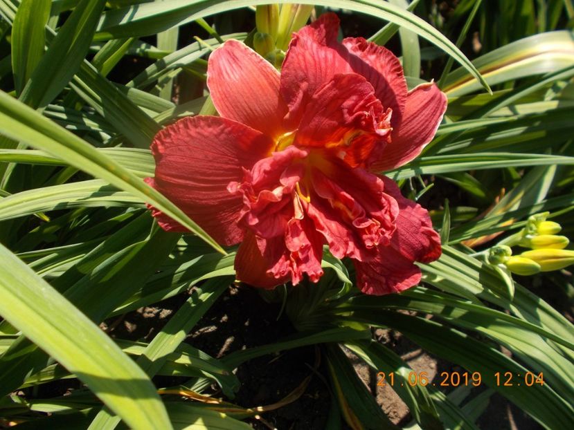  - HEMEROCALLISI-2019