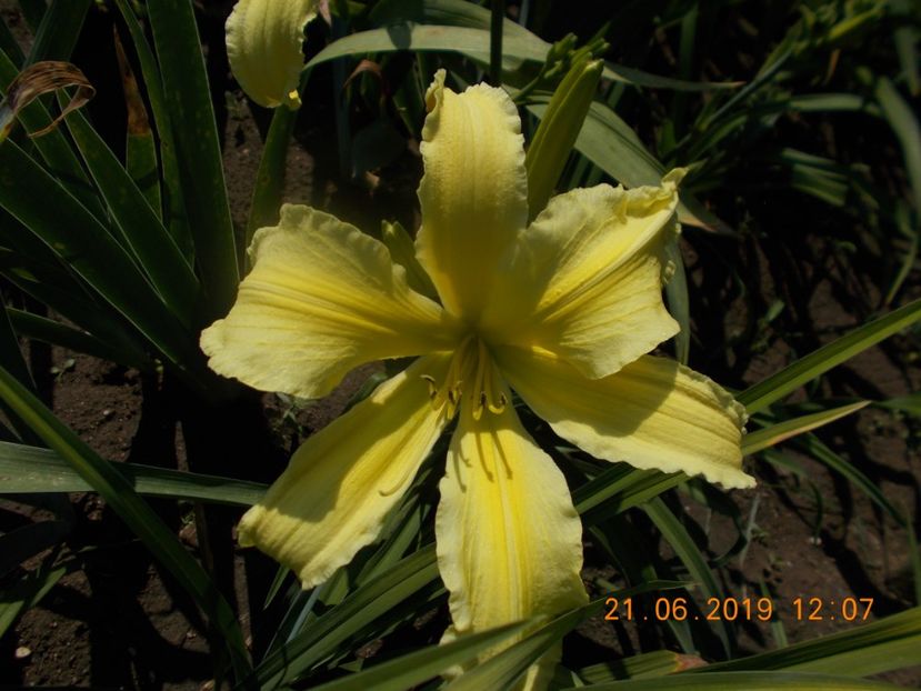P-r5,3-mademoiselle constanza - HEMEROCALLISI-2019