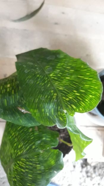  - Colectie Maranta Calathea