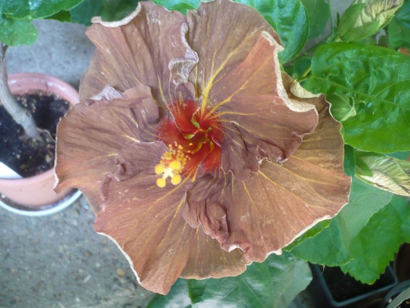 21.06.2019 - HIBISCUSI 2019-1