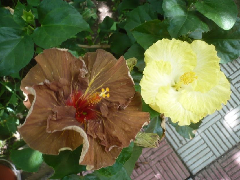 P1420055 - HIBISCUSI 2019-1