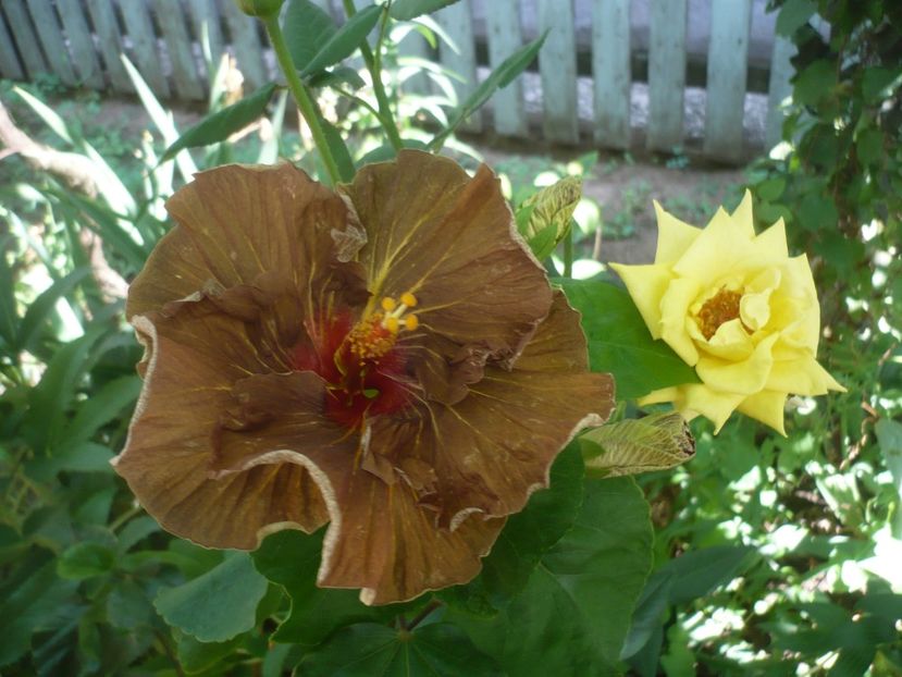 P1420058 - HIBISCUSI 2019-1