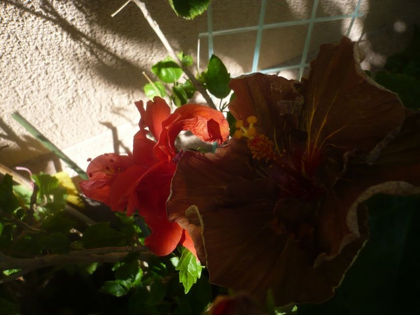 P1420061 - HIBISCUSI 2019-1