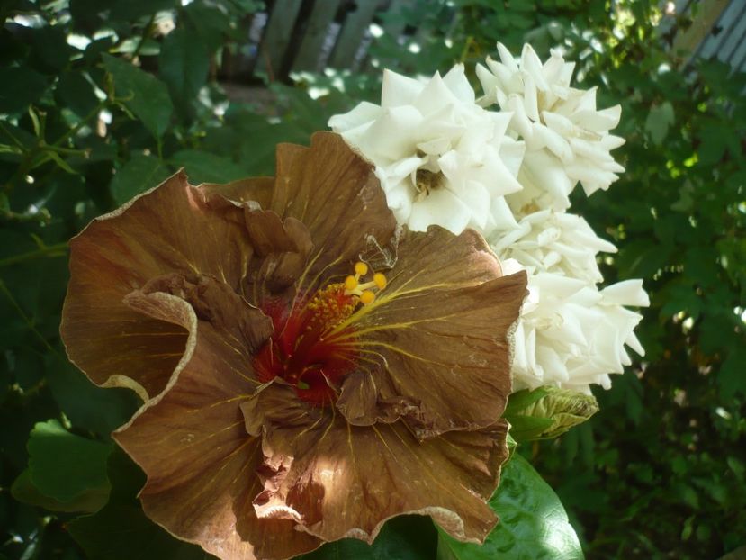 P1420062 - HIBISCUSI 2019-1