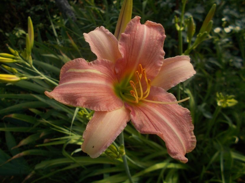  - Hemerocallis 2019