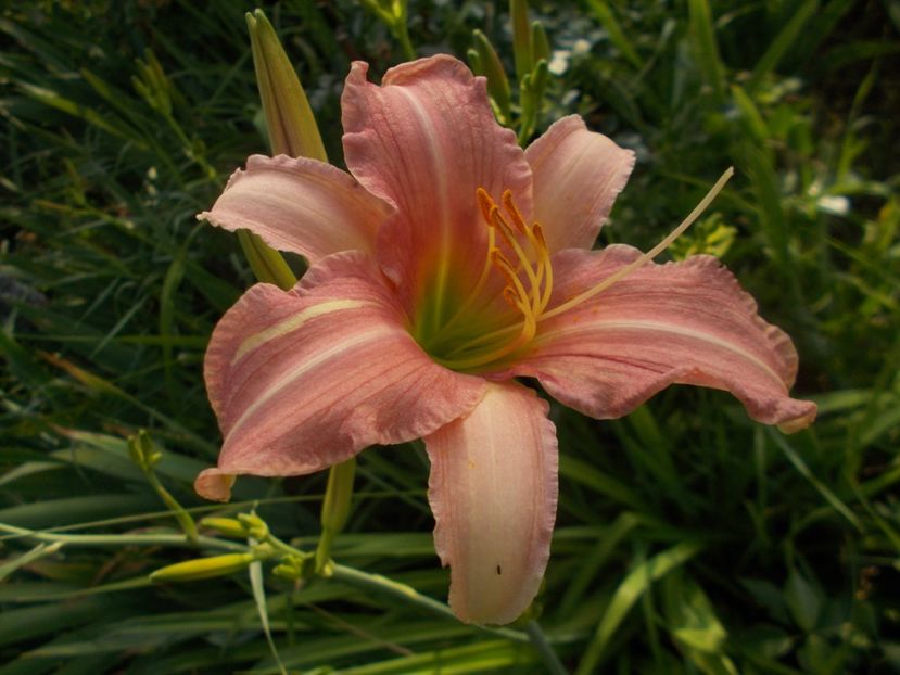  - Hemerocallis 2019