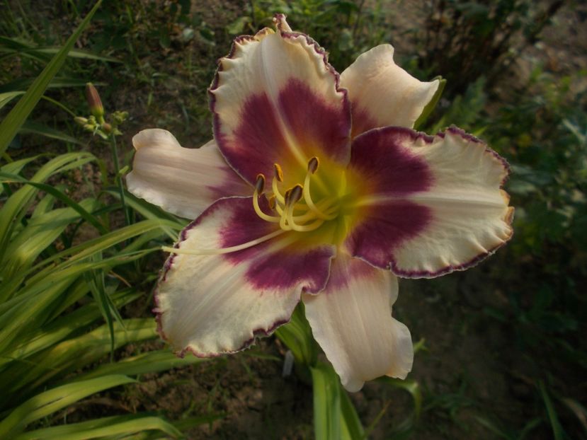 Chicago Picotee Memories - Hemerocallis 2019