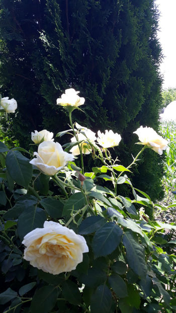 - Gradina si trandafirii 2019