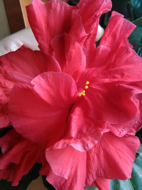  - Hibiscus 2015-2024