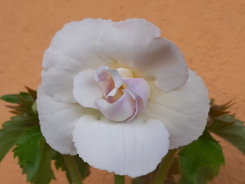 BriD’s Cataleya - Achi din semințe BriDs 2019