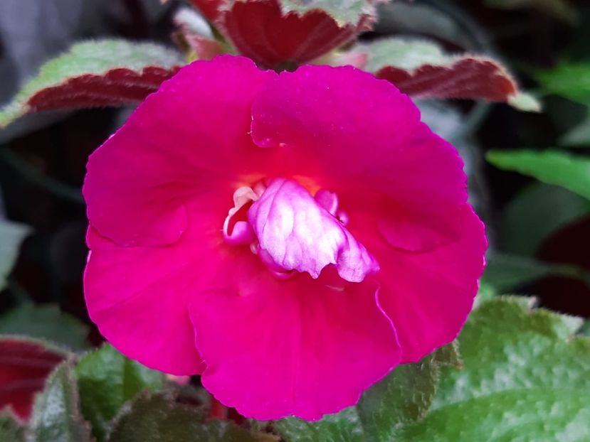 BriD’s 59-19 - Achi din semințe BriDs 2019