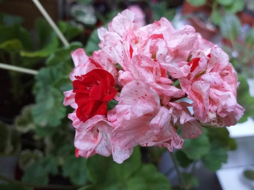 Magda - Flori 2019