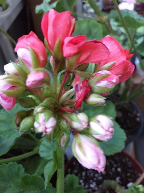 Pink Pandora - Flori 2019