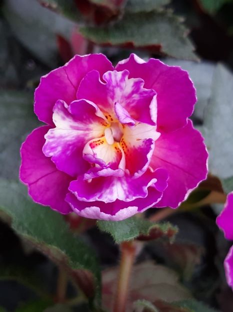 BriD’s 58-19 - Achi din semințe BriDs 2019