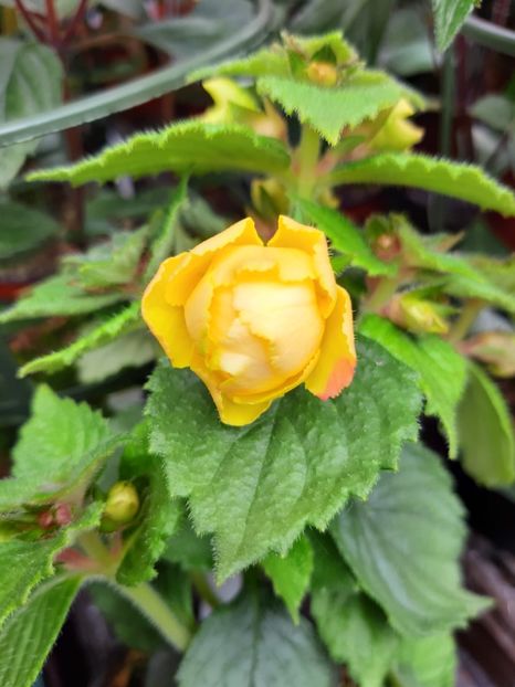 BriD’s Limonella - Achi din semințe BriDs 2019