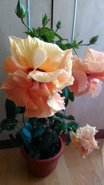  - Hibiscus 2015-2024