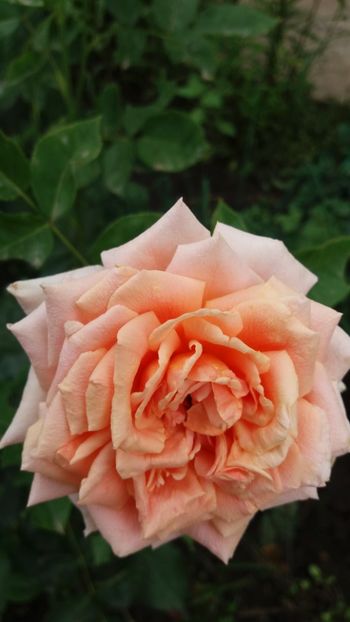 Budateteny - Gradina 2019
