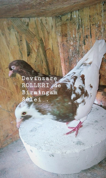  - Rolleri de Birmingam 2019