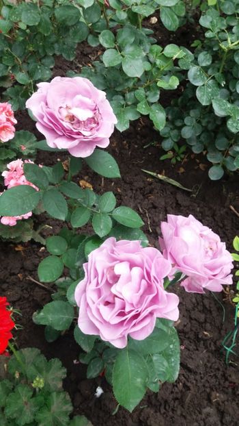 Tera limburgia - Gradina 2019