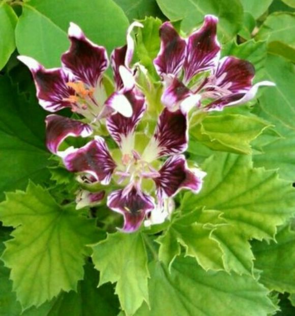 Purple Gipsy - Muscate 2019