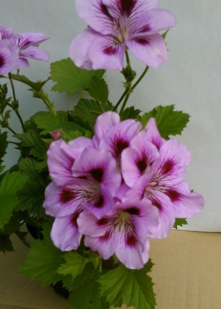 lila-flori - Muscate 2019