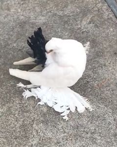  - Pui 2019