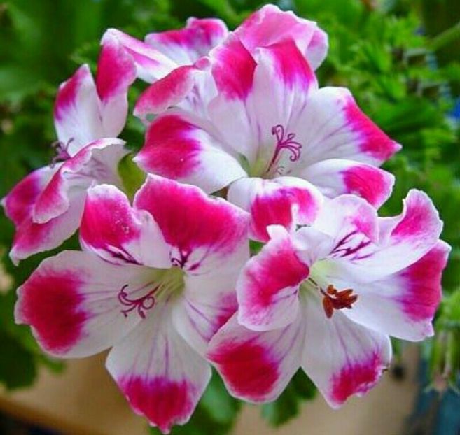 Beromuster-flori - Muscate 2019