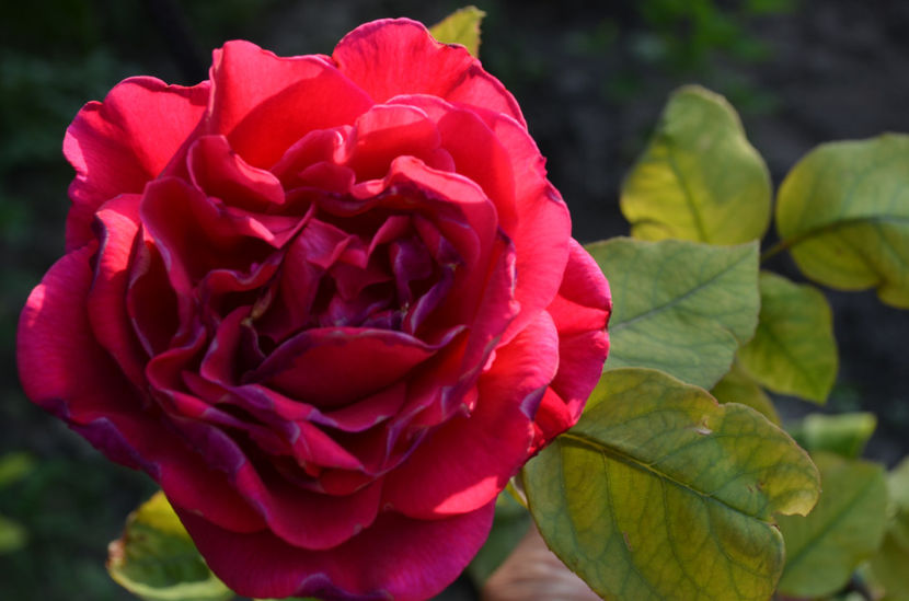  - dragostea  de natura