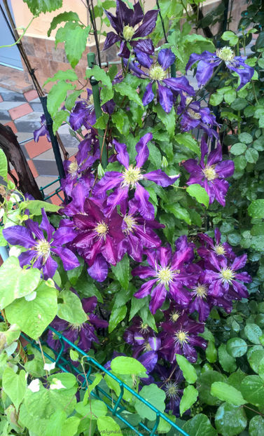 valynedelcu@yahoo.com Clematis 0032 - Clematis Julka