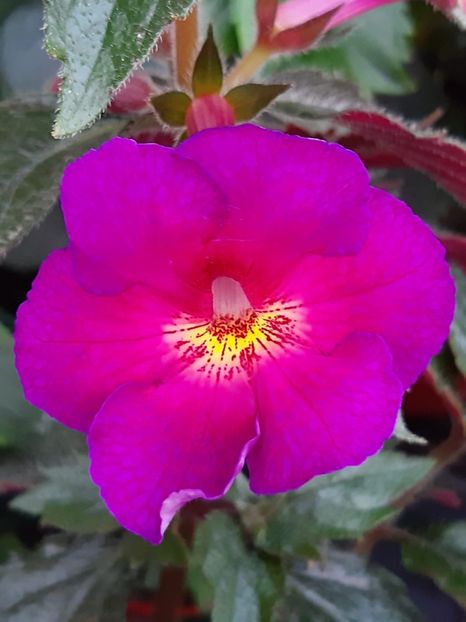 BriD’s Annabel - Achi din semințe BriDs 2018