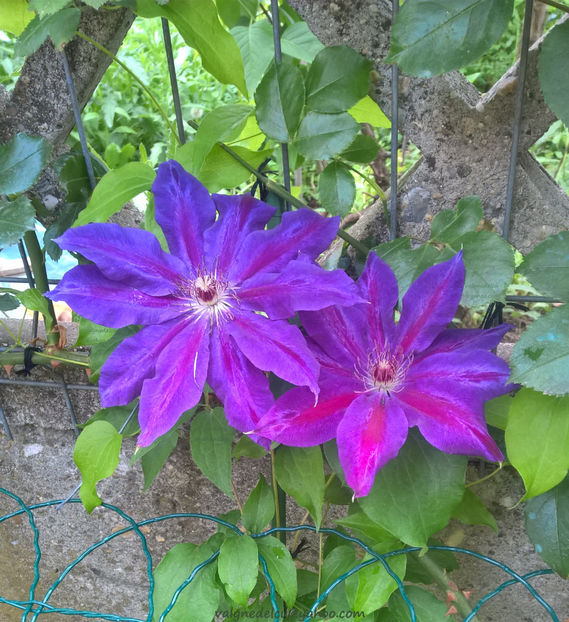 valynedelcu@yahoo.com Clematis 0029 - Clematis Wildfire