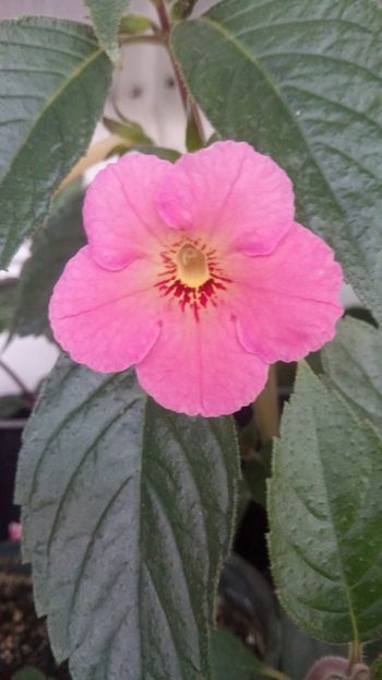 IMG-20190621-WA0007 - Ice Tea