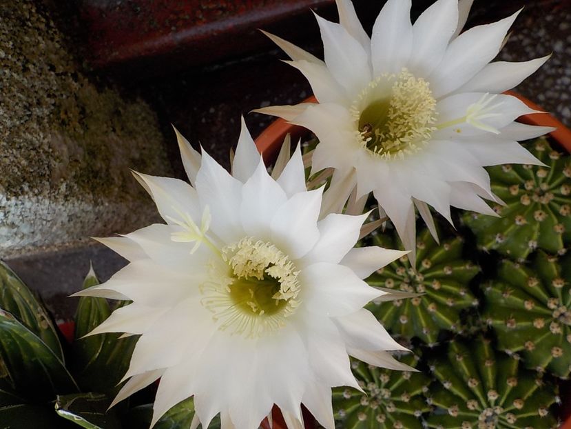  - echinopsis oxygona