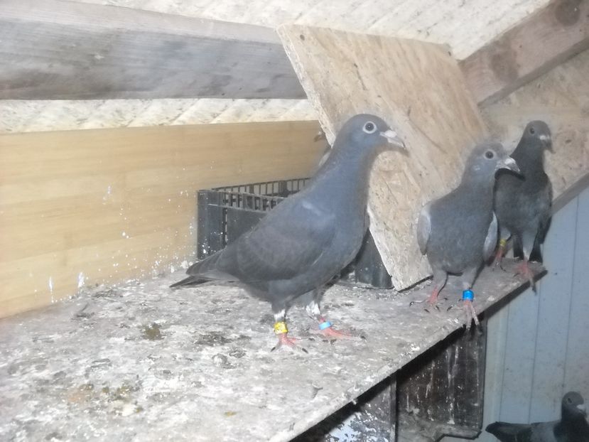  - UNDEVA IN SUCEAVA arhiva