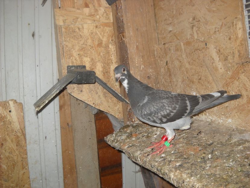  - UNDEVA IN SUCEAVA arhiva