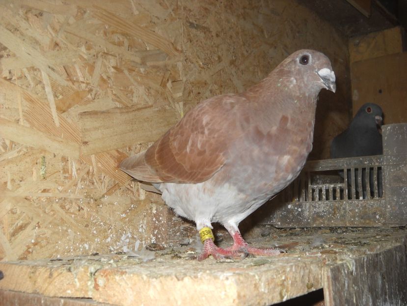  - UNDEVA IN SUCEAVA arhiva