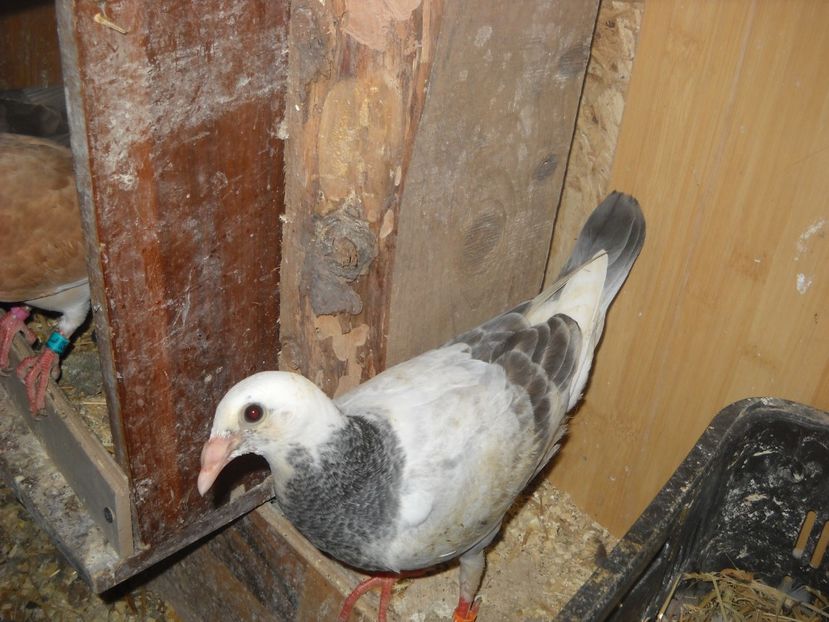  - UNDEVA IN SUCEAVA arhiva